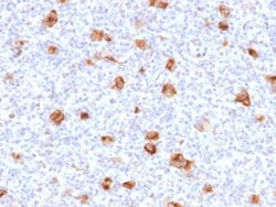 bcl-x Antibody (SPM519) - Azide and BSA Free, Novus Biologicals 100 &mu;g | Buy Online | Novus Biologicals | Fisher Scientific